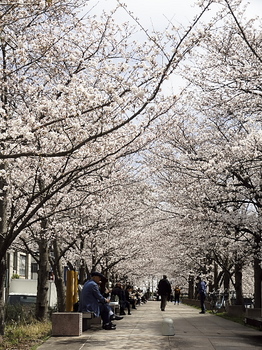 堀川沿いの桜.jpg