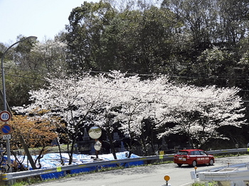 県道の桜-2.jpg