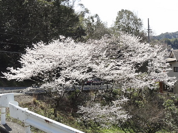 県道の桜-A.jpg