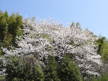 県道の桜-X.jpg